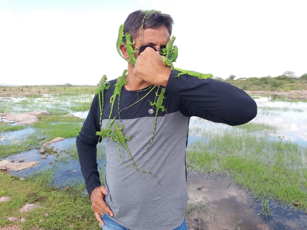 Rei das Serpentes com Iguanas